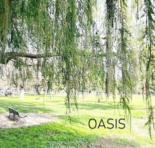 oasis